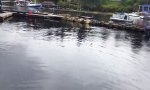 Funny Video - Picknik am Pier