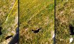 Movie : Katzen-Aufzug