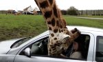 Giraffe rein, Gehirn raus