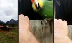 Lustiges Video : Komisches Kuckucksnest