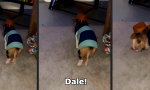 Dale!