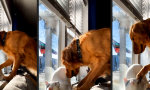 Funny Video : Das Fensterbett machen