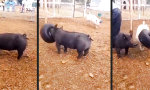 Lustiges Video : Glückliche Schweinerei
