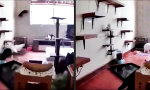 Funny Video : Japanischer Kat-Zen-Tempel