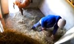 Funny Video - Stänker-Lama