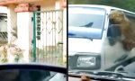 Funny Video - Auf den Schwanz getreten