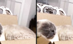 Funny Video : Mal wieder schlecht geträumt