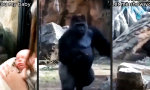 Funny Video : Mutterliebe, eine universelle Sprache