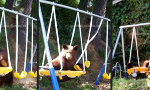 Lustiges Video : 5-Sterne-Spielplatz