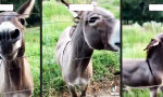 Lustiges Video : Ein Esel außer sich