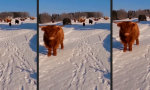 Funny Video : Checken, was geht