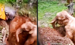 Funny Video - Wie man Elefanten anbaggert
