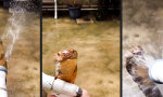 Funny Video - Die Duschnatter