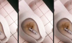 Lustiges Video : Wie es in die Schüssel hineinruft