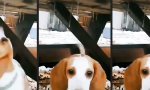 Lustiges Video : Eiskalte Knabberei