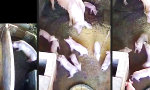Funny Video : Abrupte Sauerei