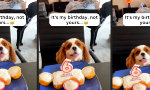Funny Video - Geburtstagsschmaus wird nicht geteilt
