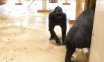 Lustiges Video - Kleiner Prank unter Gorillas