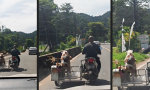 Lustiges Video - Tierischer Seiten(wagen)sprung