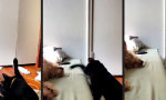 Lustiges Video : Guter Mitbewohner