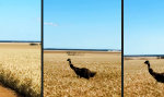 Lustiges Video : It’s an Emu! Im Kornfeld!