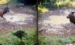 Lustiges Video : Bockige Schlammpackung