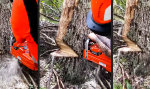 Funny Video - Der Baum muss fallen