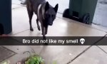 Funny Video : Riecht doch wieder nach fremder Muschi
