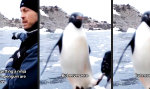 Movie : Angriff des Ninja-Pinguins