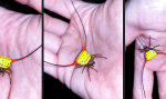 Die Spinne bei den Hörnern packen