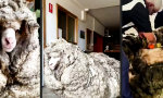 Lustiges Video : Bob Marley´s sheepy unkle