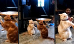 Funny Video : Ene mene Miau