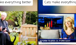 Katzen machen alles besser