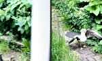 Geflügelter Fight mit Überraschungsgast