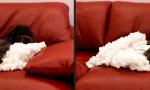 Zwei Arten von Hund