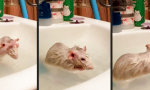 Lustiges Video - Katzenwäsche für Nager