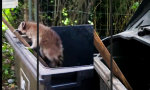 Funny Video : Der neue Berliner Bär
