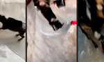 Funny Video : Mehr Bock als Tony Hawk