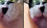 Lustiges Video : Fish Lens Schleckereien