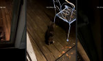 Lustiges Video : Jeden... gott..verdammten... Abend