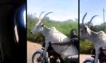 Movie : Kein Anhänger, kein Problem