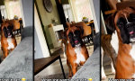 Funny Video - Trainiert. Aber nicht der Hund.