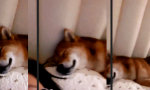 Lustiges Video - 2 Arten von DogeCoin Investoren