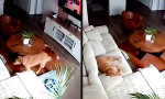 Movie : Was der Hund macht, wenn keiner hinschaut