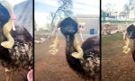 Funny Video : Pigtails auf Urzeitskelett