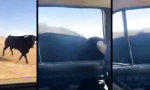 Funny Video : Zwei Halter, ein Schadensfall