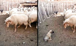 Movie : Lehrstunde in anatolischer Gelassenheit