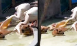 Movie : Gratis-Massage vom Pelikan