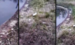 Lustiges Video : Dienst nach Vorschrift am Ufer