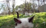 Wolfshund Kitten